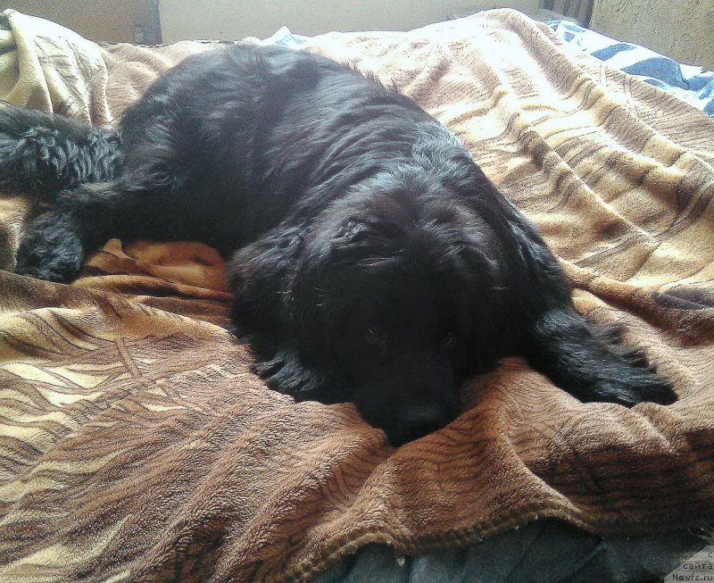 Фото: ньюфаундленд Ньюфорт Дивная Диана, ньюфаундленд Ньюфорт Дивная Диана