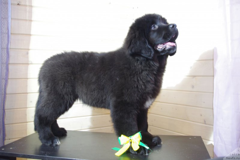 Фото: ньюфаундленд Май Френд Ньюфи Леди Гага