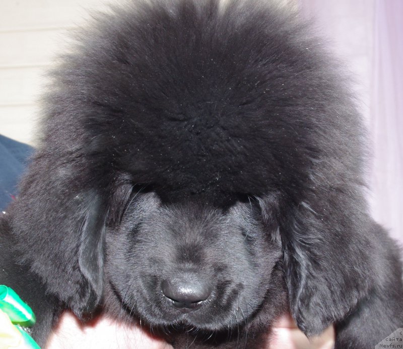 Фото: ньюфаундленд Май Френд Ньюфи Леди Гага