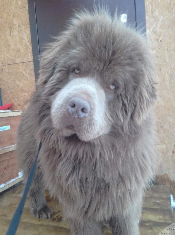 Фото: ньюфаундленд Агат Желаний от Марлеон Дусвик