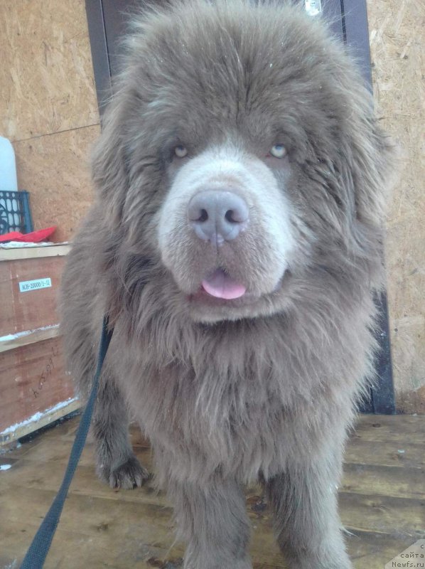 Фото: ньюфаундленд Агат Желаний от Марлеон Дусвик