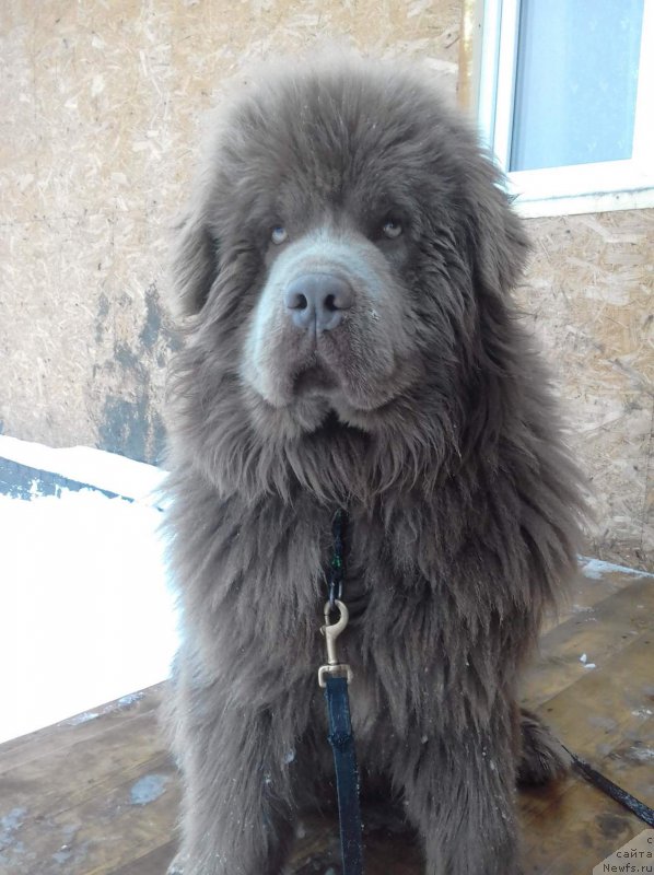 Фото: ньюфаундленд Агат Желаний от Марлеон Дусвик