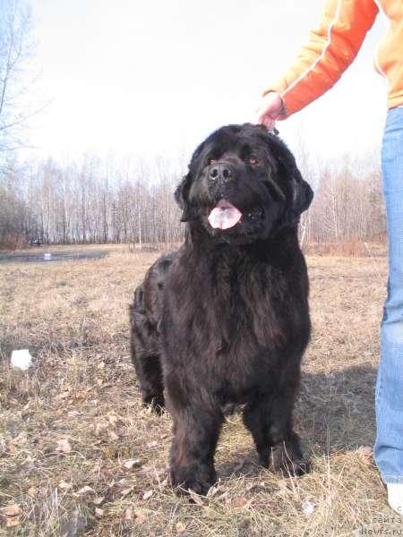 Фото: ньюфаундленд Большая Медведица из Тихого Омута (Bolshaya Medveditsa iz Tihogo Omuta)