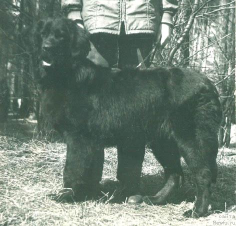 Фото: ньюфаундленд Циллор Орита