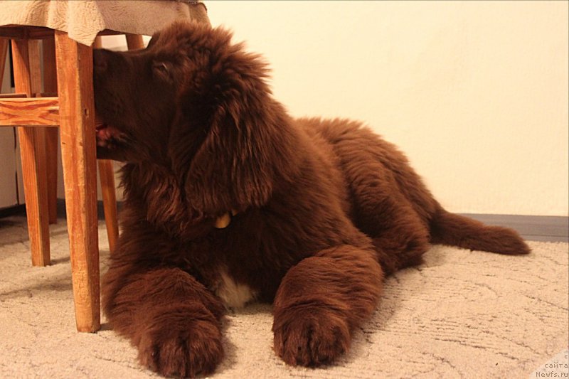 Фото: ньюфаундленд Браунблад МСК Абрамс-Стронг (Brownblood MSK Abrams-Strong)