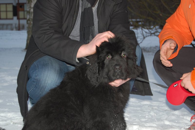 Фото: ньюфаундленд Браунблад МСК Амадей-Дефендер (Brownblood MSK Amadey-Defender)