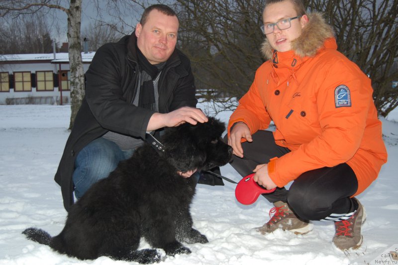 Фото: ньюфаундленд Браунблад МСК Амадей-Дефендер (Brownblood MSK Amadey-Defender)