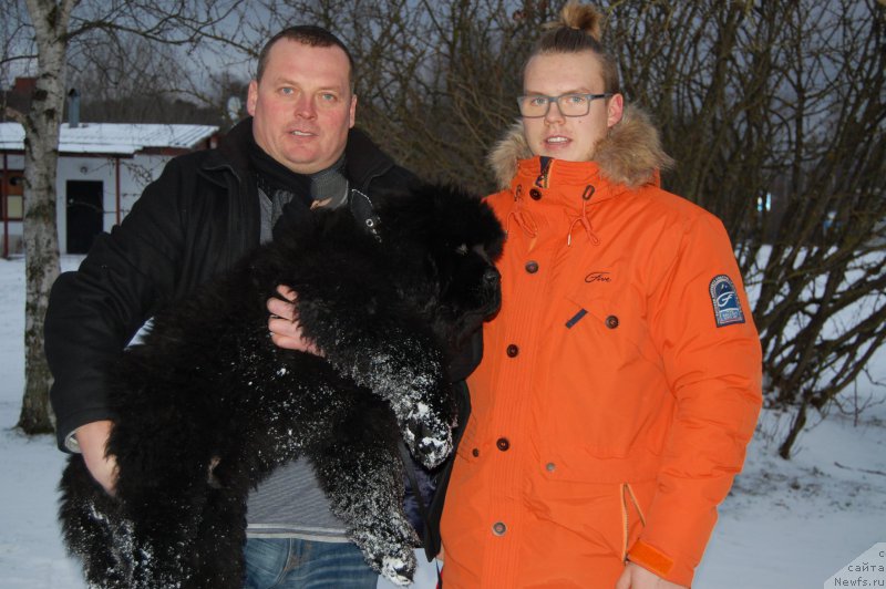 Фото: ньюфаундленд Браунблад МСК Амадей-Дефендер (Brownblood MSK Amadey-Defender)