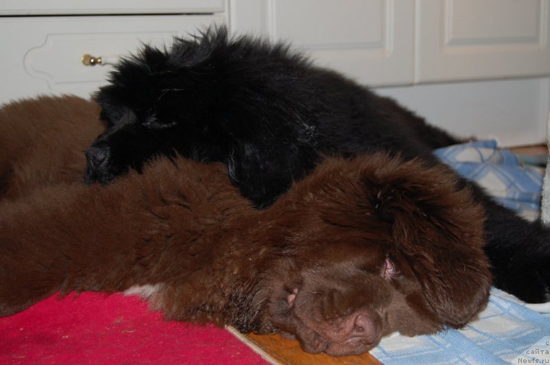 Фото: ньюфаундленд Браунблад МСК Амадей-Дефендер (Brownblood MSK Amadey-Defender), ньюфаундленд Браунблад МСК Альпина Гуардиан Соул (Brownblood MSK Alpina Guardian Soul)