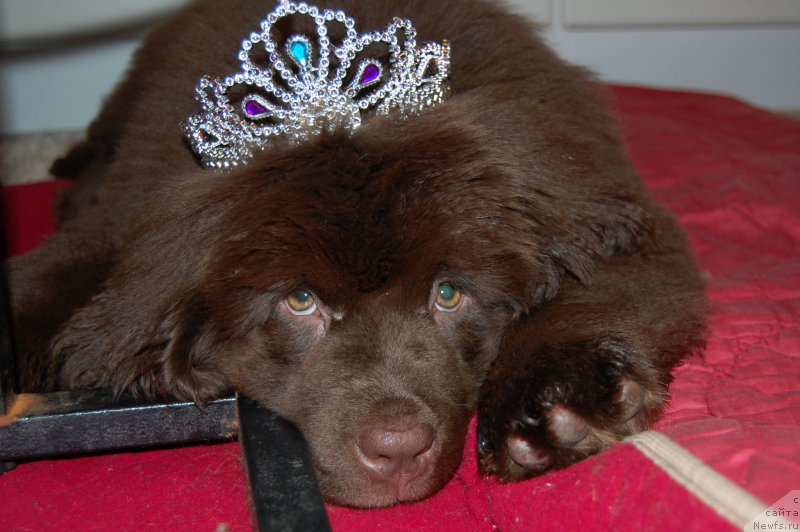 Фото: ньюфаундленд Браунблад МСК Альпина Гуардиан Соул (Brownblood MSK Alpina Guardian Soul)
