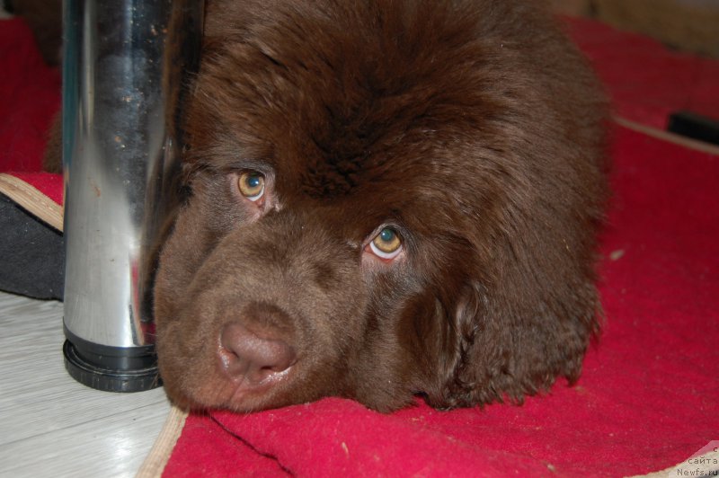 Фото: ньюфаундленд Браунблад МСК Альпина Гуардиан Соул (Brownblood MSK Alpina Guardian Soul)