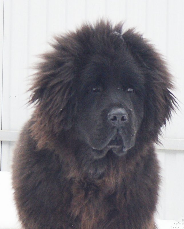 Фотография № 218013