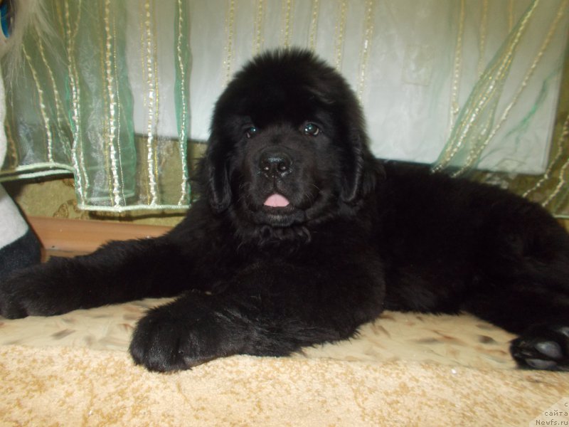 Фотография № 218014