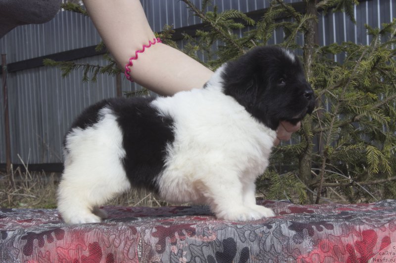 Фото: ньюфаундленд Ефросинья Серафимовна Русиан Бьюти