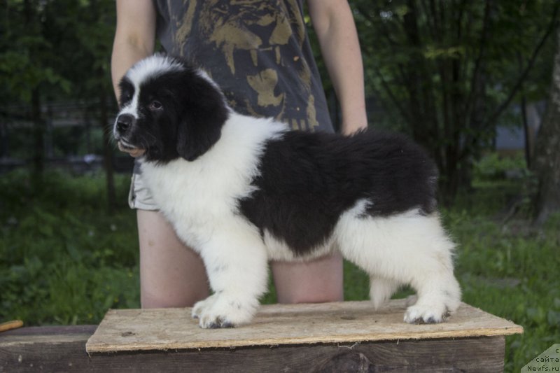 Фото: ньюфаундленд Енигма Калистос Дейдрим