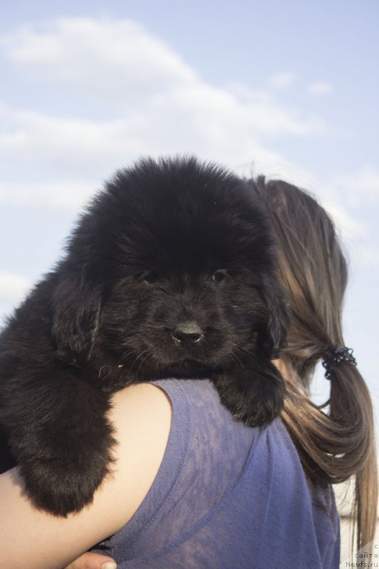 Фото: ньюфаундленд Ейлин фор оф Грейс