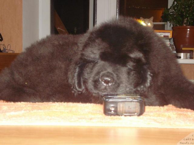 Фото: ньюфаундленд Капитан Ньюфорт