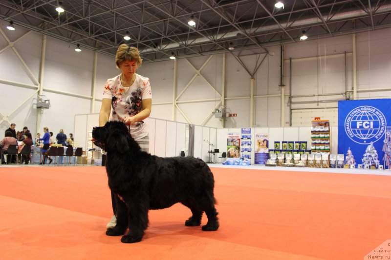 Фото: ньюфаундленд Супер Премиум Мальта