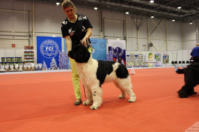 Фото: ньюфаундленд Специал Герл (Special Girl)