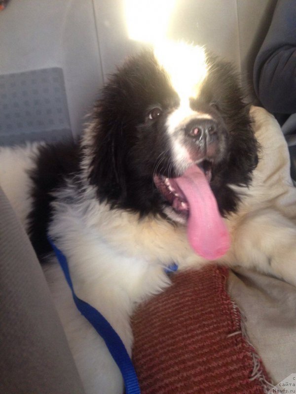 Фото: ньюфаундленд Викинг от Карельских Медведей (Viking ot Karelskikh Medvedey)