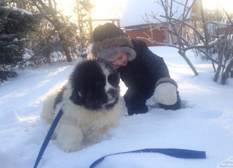 Фото: ньюфаундленд Викинг от Карельских Медведей (Viking ot Karelskikh Medvedey)