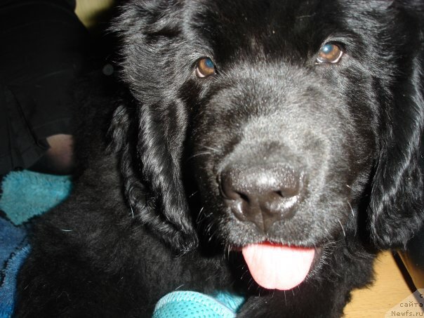 Фото: ньюфаундленд Ньюфорт Лапочка Дочка, ньюфаундленд Ньюфорт Лапочка Дочка