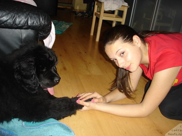 Фото: ньюфаундленд Ньюфорт Лапочка Дочка