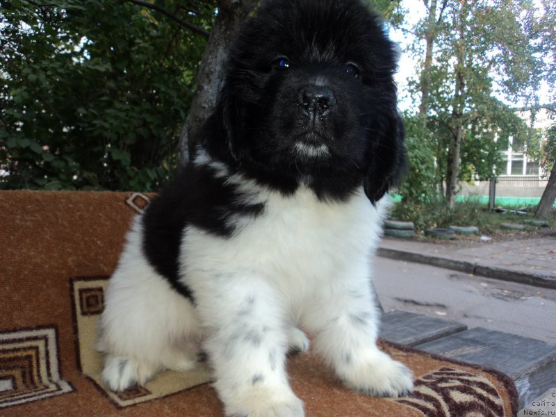 Фото: ньюфаундленд Бореалис Фентази Жозефина (Borealis Fantasy Zhozefina)
