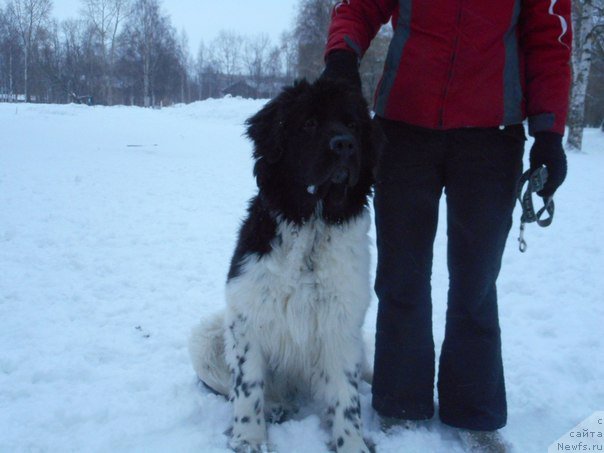 Фото: ньюфаундленд Бореалис Фентази Жозефина (Borealis Fantasy Zhozefina)