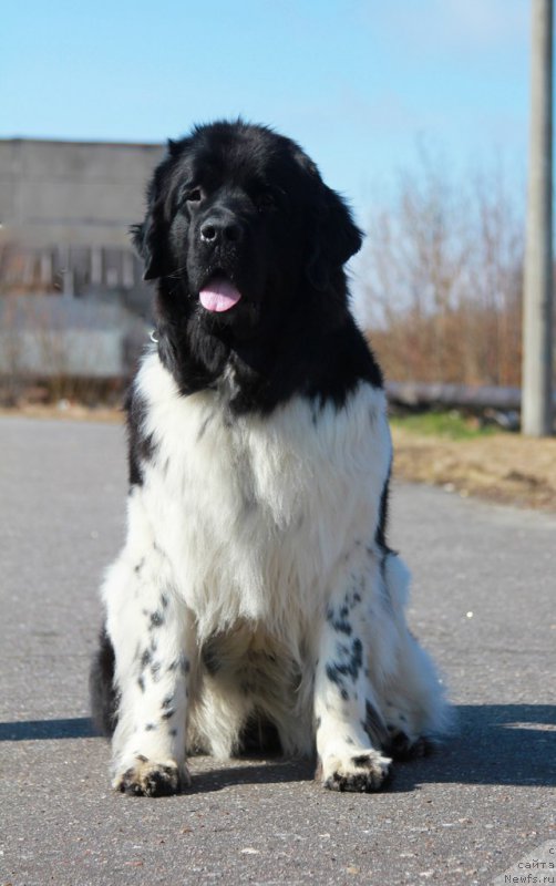 Фото: ньюфаундленд Бореалис Фентази Жозефина (Borealis Fantasy Zhozefina)