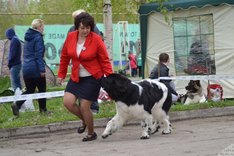 Фото: ньюфаундленд Бореалис Фентази Жозефина (Borealis Fantasy Zhozefina)