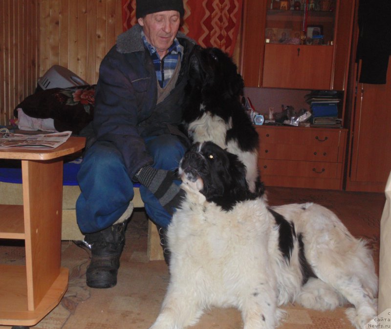 Фото: ньюфаундленд Маг Исполин Морская Жемчужина