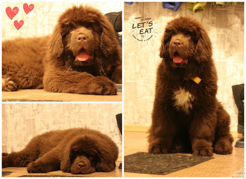 Фото: ньюфаундленд Браунблад МСК Абрамс-Стронг (Brownblood MSK Abrams-Strong)