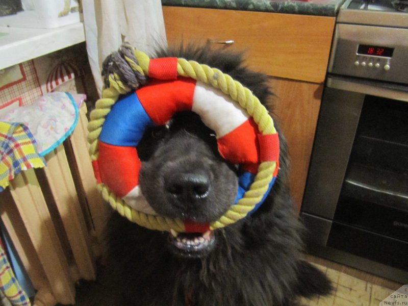 Фото: ньюфаундленд Мелти Вейв Марин Тифея (Melty Wave Marine Tifeya)