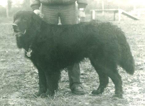 Фото: ньюфаундленд Мистер Ринго Амигес