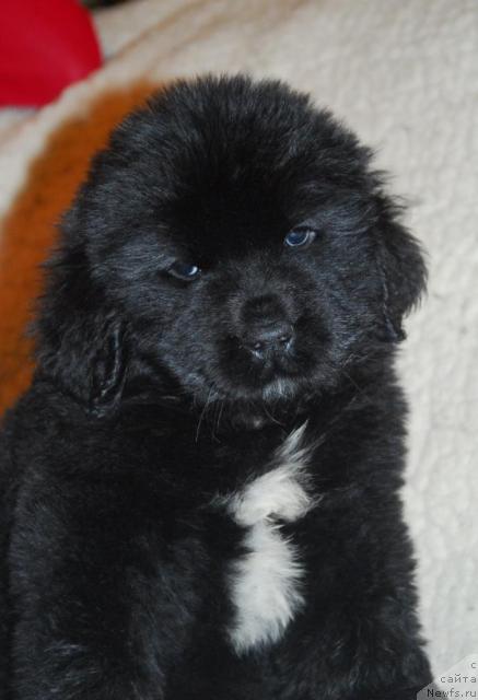 Фото: ньюфаундленд Сент Джонс Роуз фо Ми (Sent Djons Rose for Me)