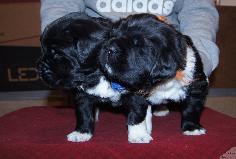 Фотография № 218111