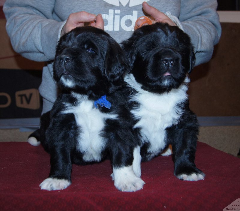 Фотография № 218112