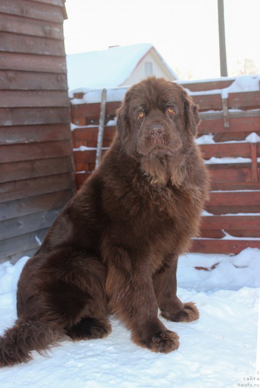 Фото: ньюфаундленд Наоми Таголири фор Браунблад (Naomi Tagoliri for Brouwnblood)