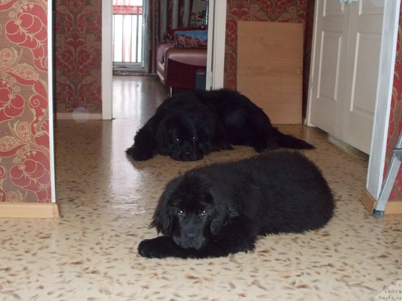 Фотография № 218117