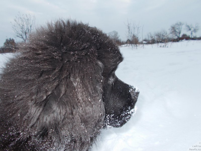 Фото: ньюфаундленд Реми Мартин Луи из Антаграда (Remi Martin Lui is Antagrada)