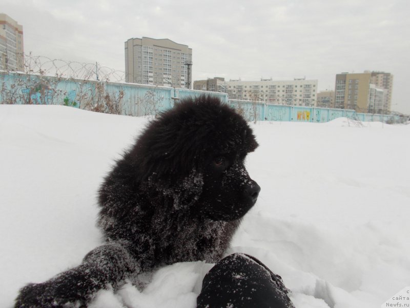 Фотография № 218119