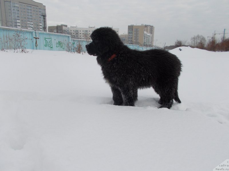 Фотография № 218120