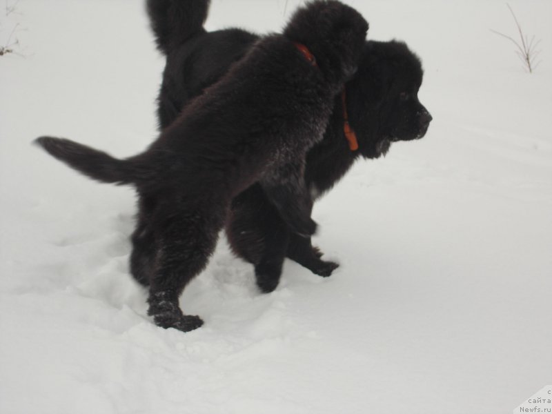 Фотография № 218121