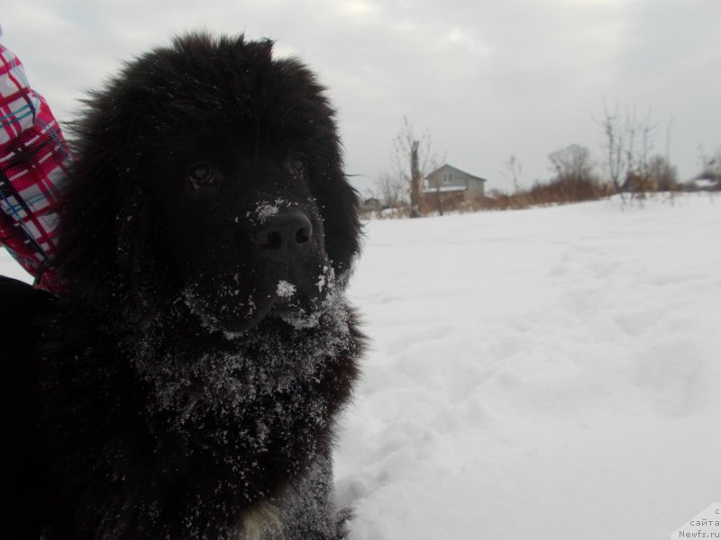 Фотография № 218122