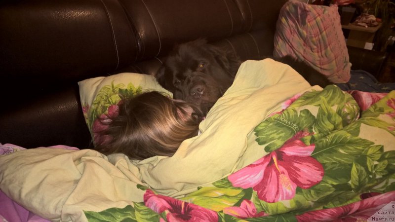 Фото: ньюфаундленд Браунблад МСК Жанара Хайя (Brownblood MSK Zhanara Haya)