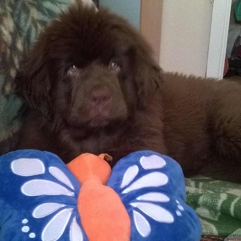 Фото: ньюфаундленд Браунблад МСК Альпина Гуардиан Соул (Brownblood MSK Alpina Guardian Soul)