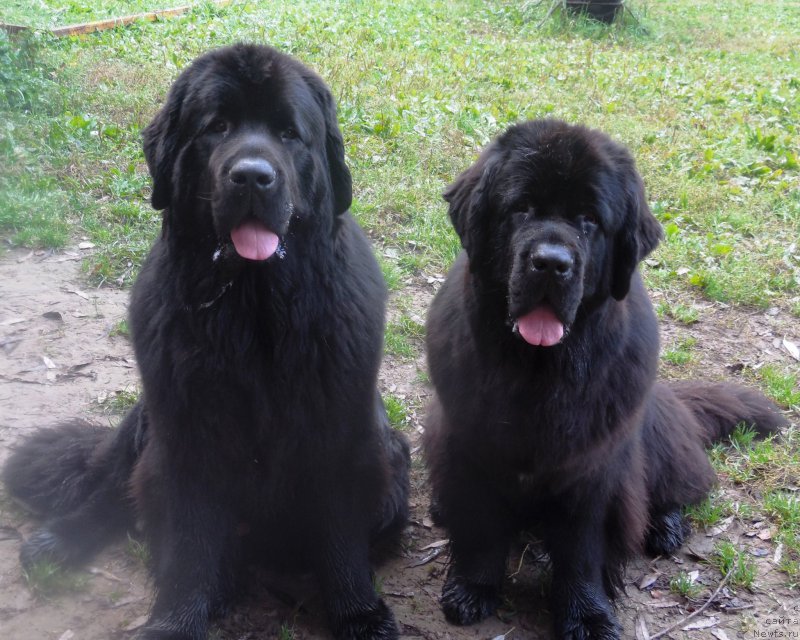 Фотография № 218126