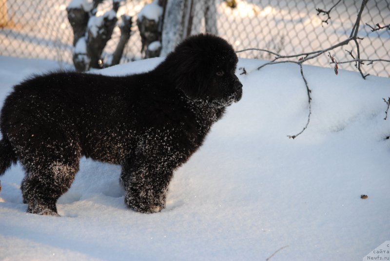 Фотография № 218127