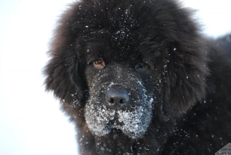 Фотография № 218129